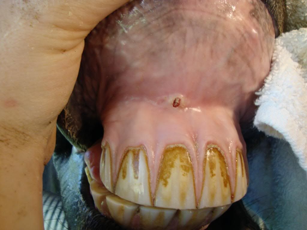 Ulcer In Horse's Mouth Photo by gsabot Photobucket